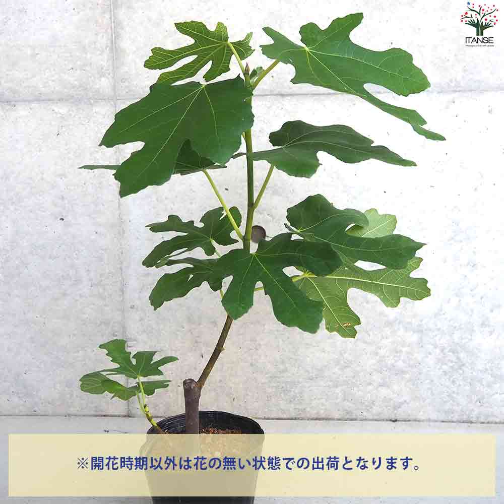 イチジク ボーンホルムズダイヤモンド 【果樹の苗木 5号ポット／1個売り】