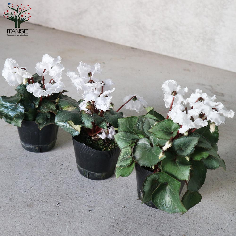 シクラメン・スワン【花苗 3.5～4号ポット苗】｜ 【植物のITANSE