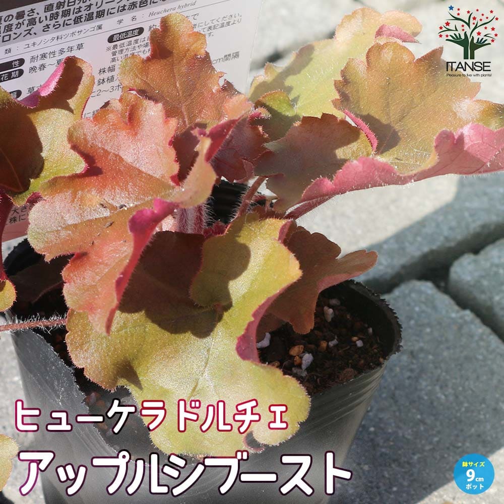 ヒューケラ・ドルチェ・アップルシブースト【花苗 9cmポット苗 カラーリーフ・多年草】