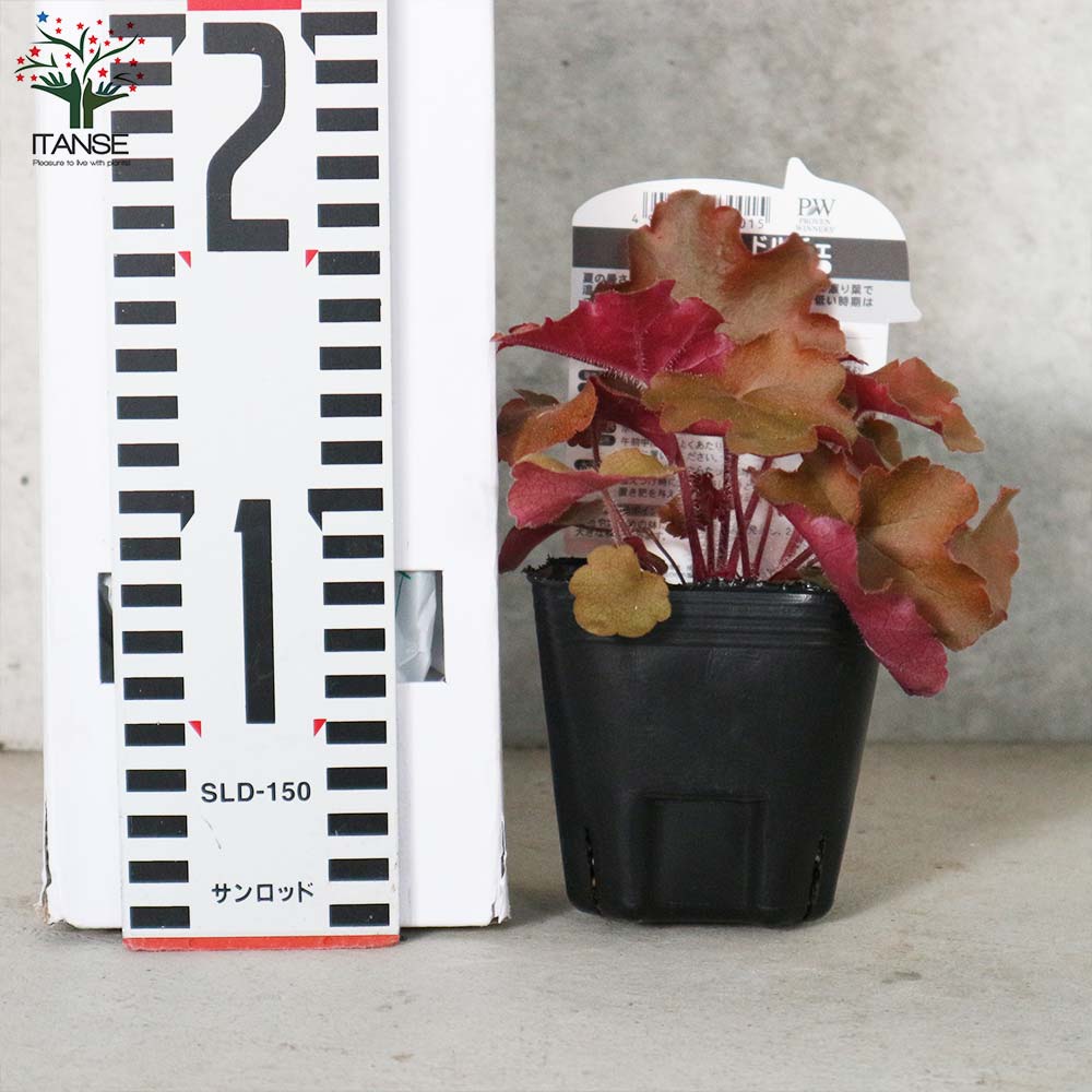 ヒューケラ・ドルチェ・アップルシブースト【花苗 9cmポット苗 カラーリーフ・多年草】