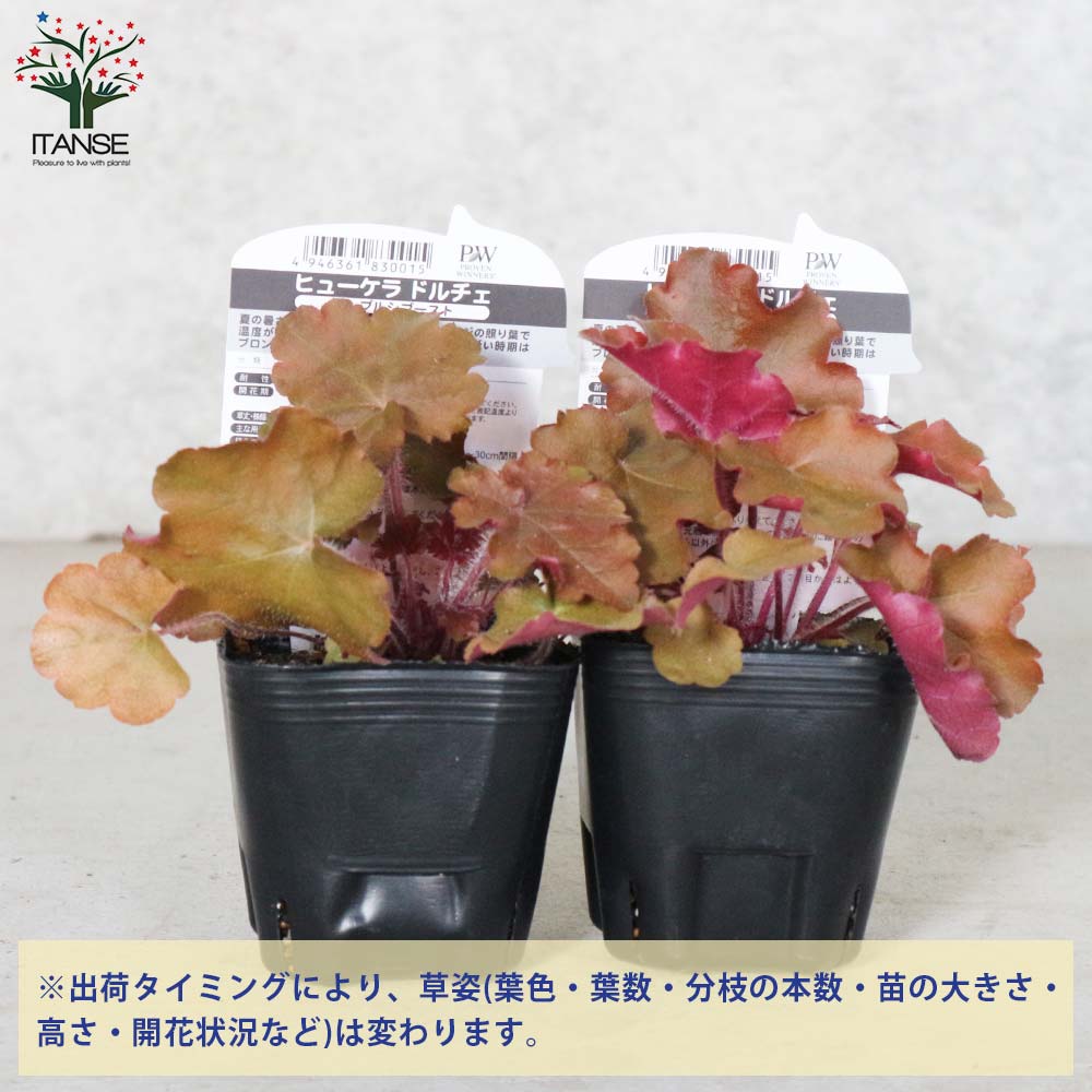 ヒューケラ・ドルチェ・アップルシブースト【花苗 9cmポット苗 カラーリーフ・多年草】