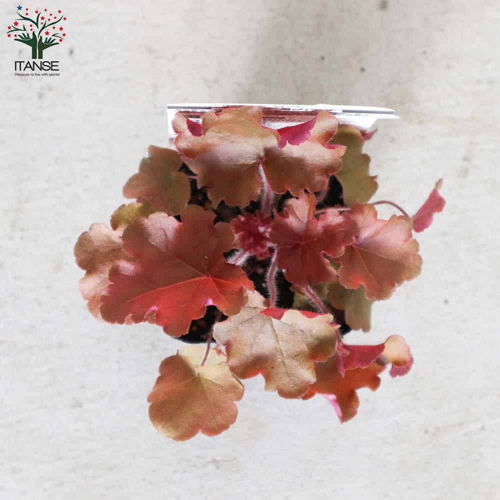 ヒューケラ・ドルチェ・アップルシブースト【花苗 9cmポット苗 カラーリーフ・多年草】