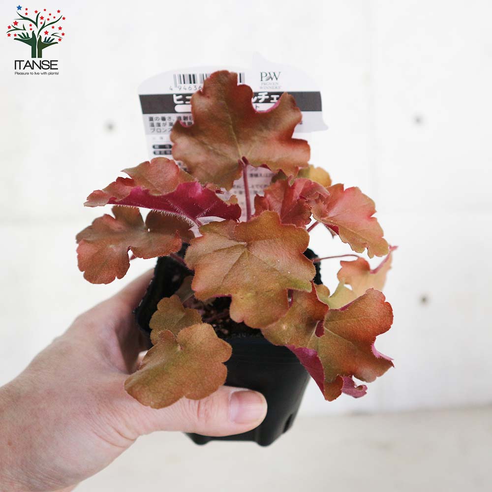 ヒューケラ・ドルチェ・アップルシブースト【花苗 9cmポット苗 カラーリーフ・多年草】