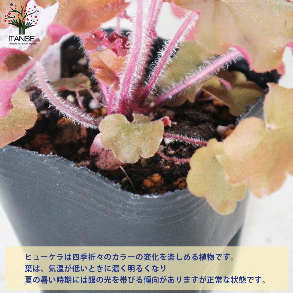 ヒューケラ・ドルチェ・アップルシブースト【花苗 9cmポット苗 カラーリーフ・多年草】