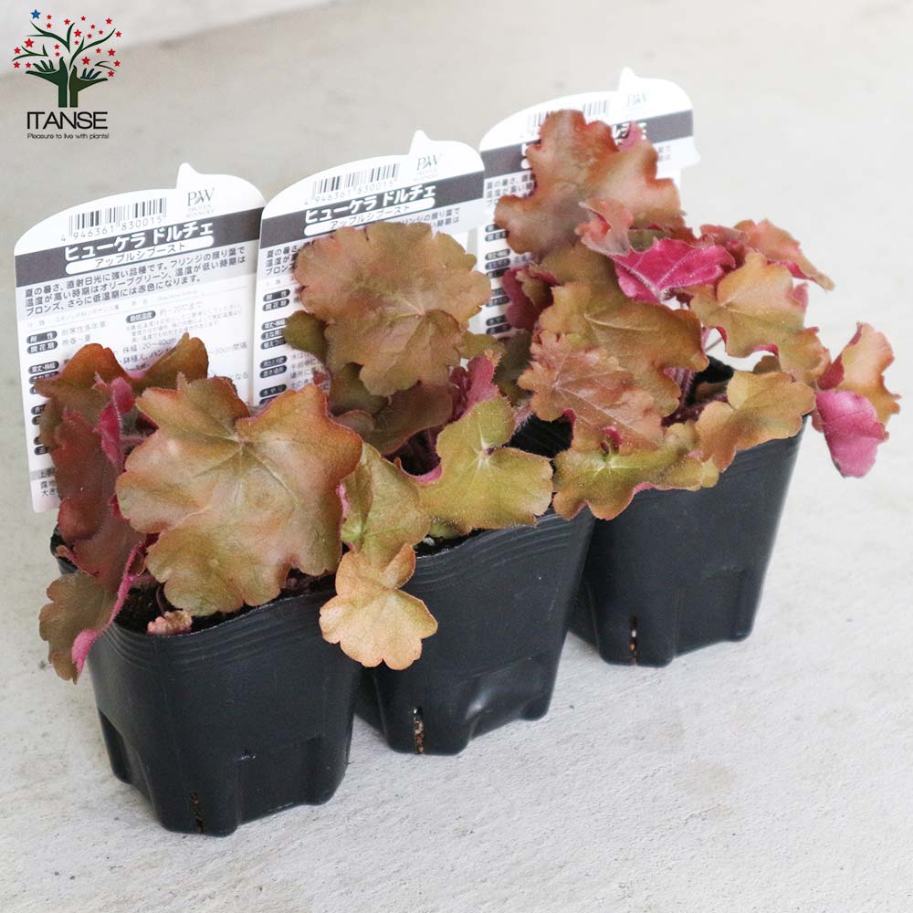 ヒューケラ・ドルチェ・アップルシブースト【花苗 9cmポット苗 カラーリーフ・多年草】