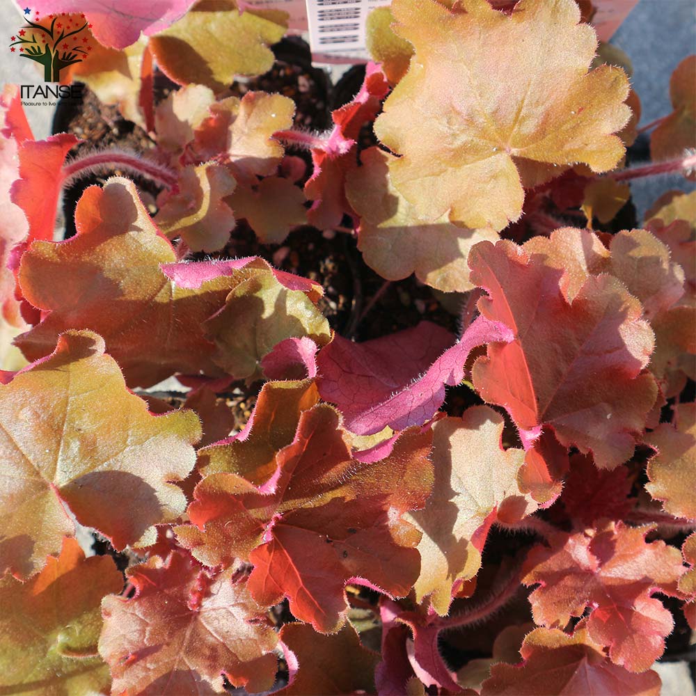 ヒューケラ・ドルチェ・アップルシブースト【花苗 9cmポット苗 カラーリーフ・多年草】