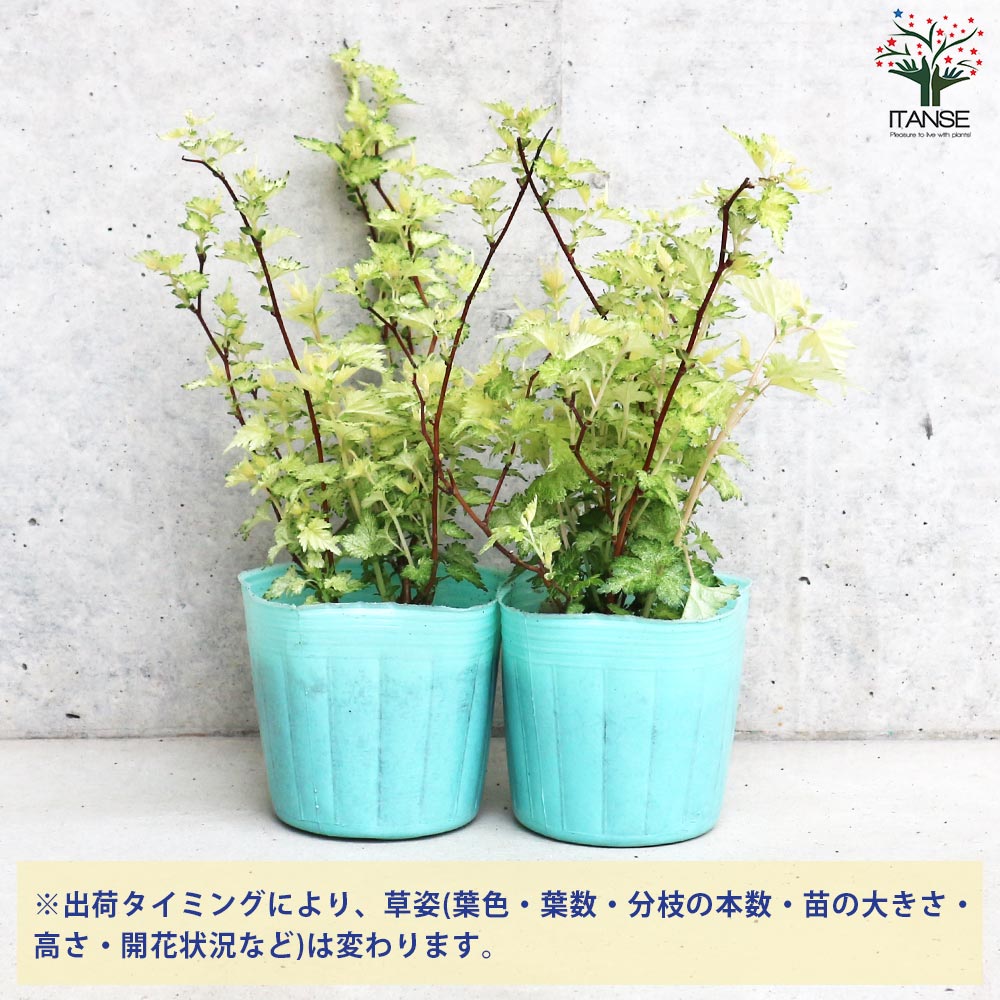コゴメウツギ (小米空木)【花苗 3号ポット】｜ 【植物のITANSE