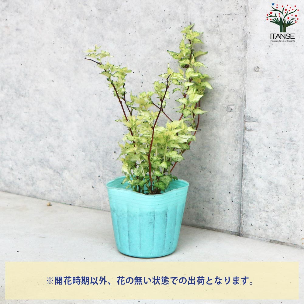コゴメウツギ (小米空木)【花苗 3号ポット】｜ 【植物のITANSE