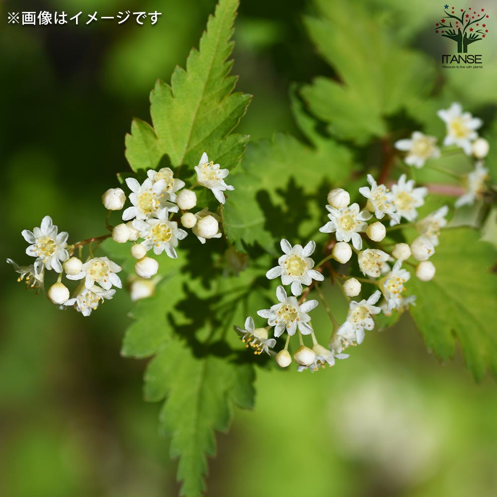 コゴメウツギ　2m内外 コゴメウツギ (小米空木)【花苗 3号ポット】｜ 【植物のITANSE