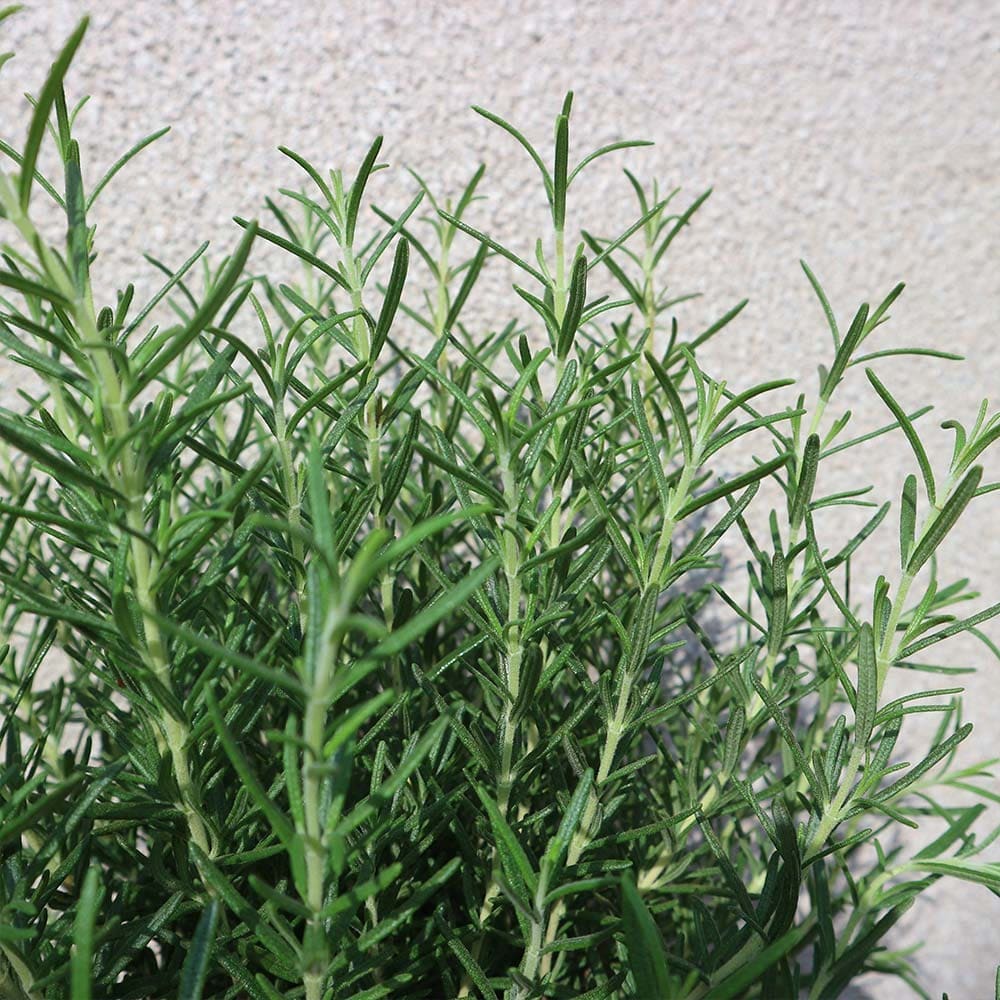 ローズマリー マリンブルー【ハーブ苗 5号鉢】｜ 【植物のITANSE