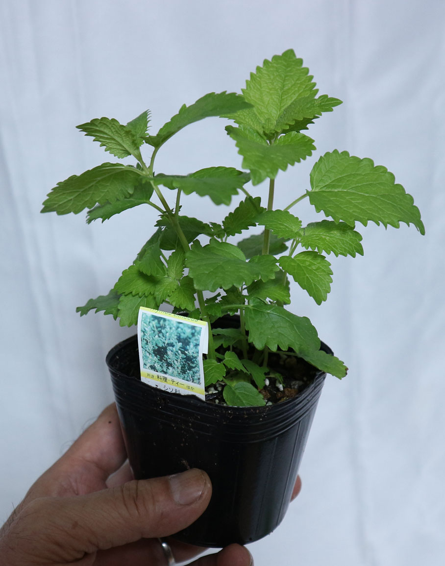 Itanse良品セレクト通販 Itanse良品セレクト通販