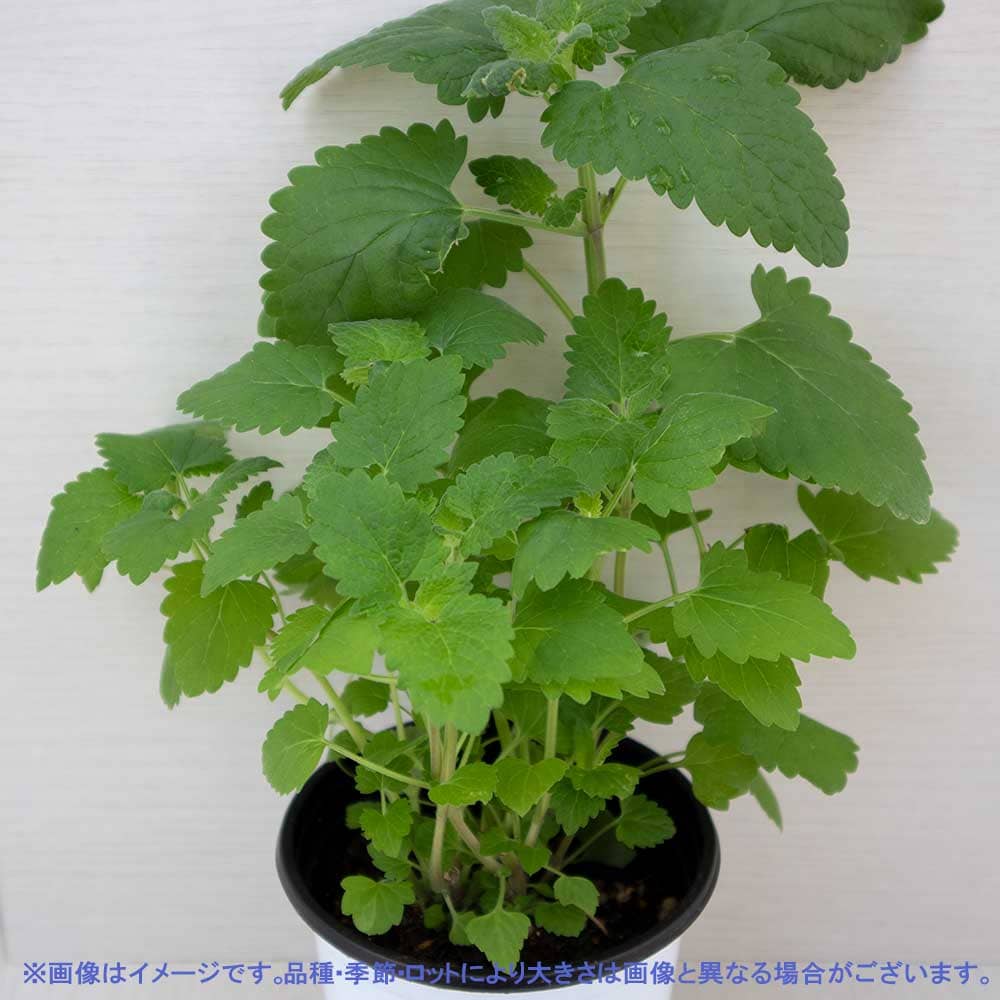 キャットニップ 10.5cm2個～【おうちで簡単！育てやすい10.5cm