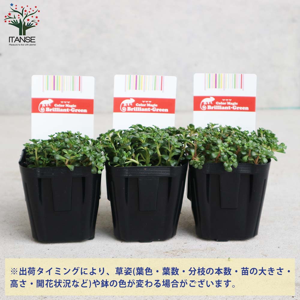 セダム・オレガナム2個～【多肉植物 3号ポット苗】｜ 【植物の