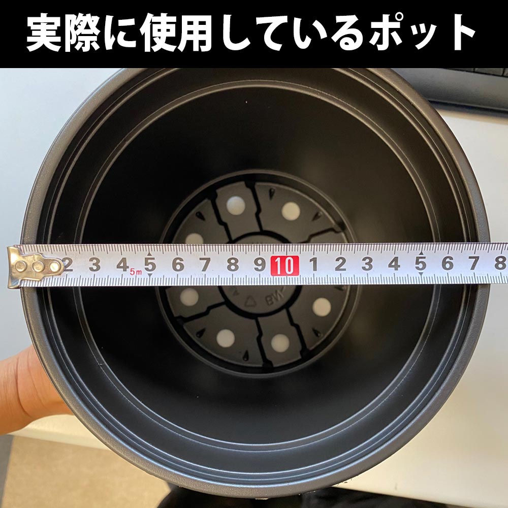 すずなりいちご 大苗【野菜苗 18cmポット／1個】