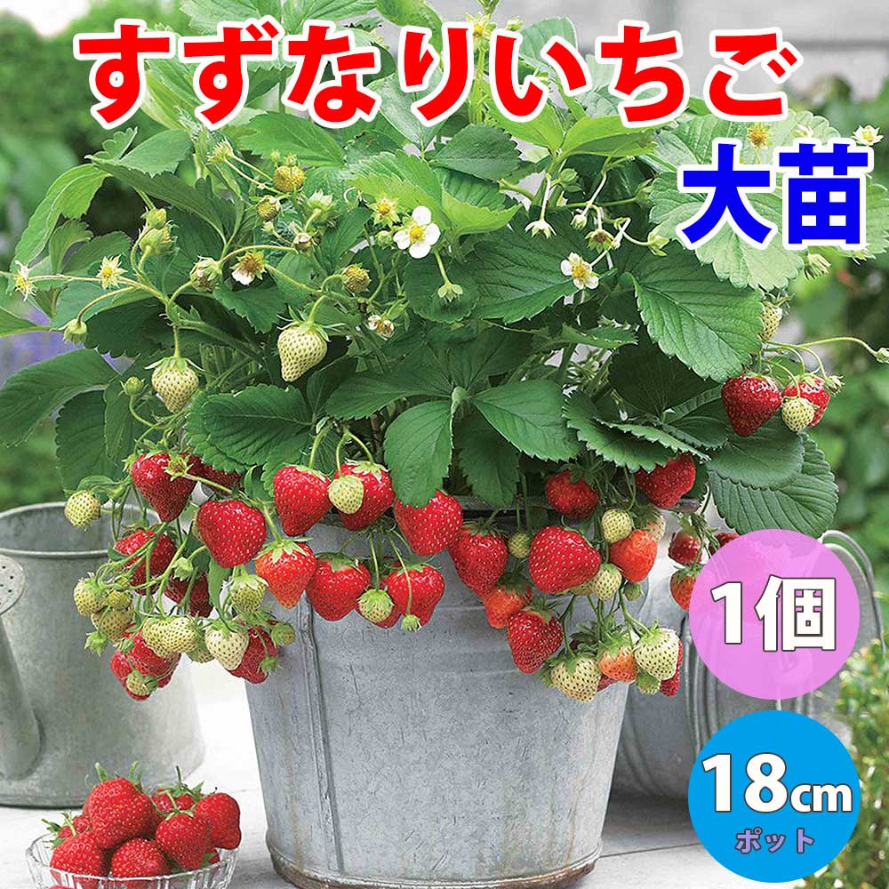 すずなりいちご 大苗【野菜苗 18cmポット／1個】