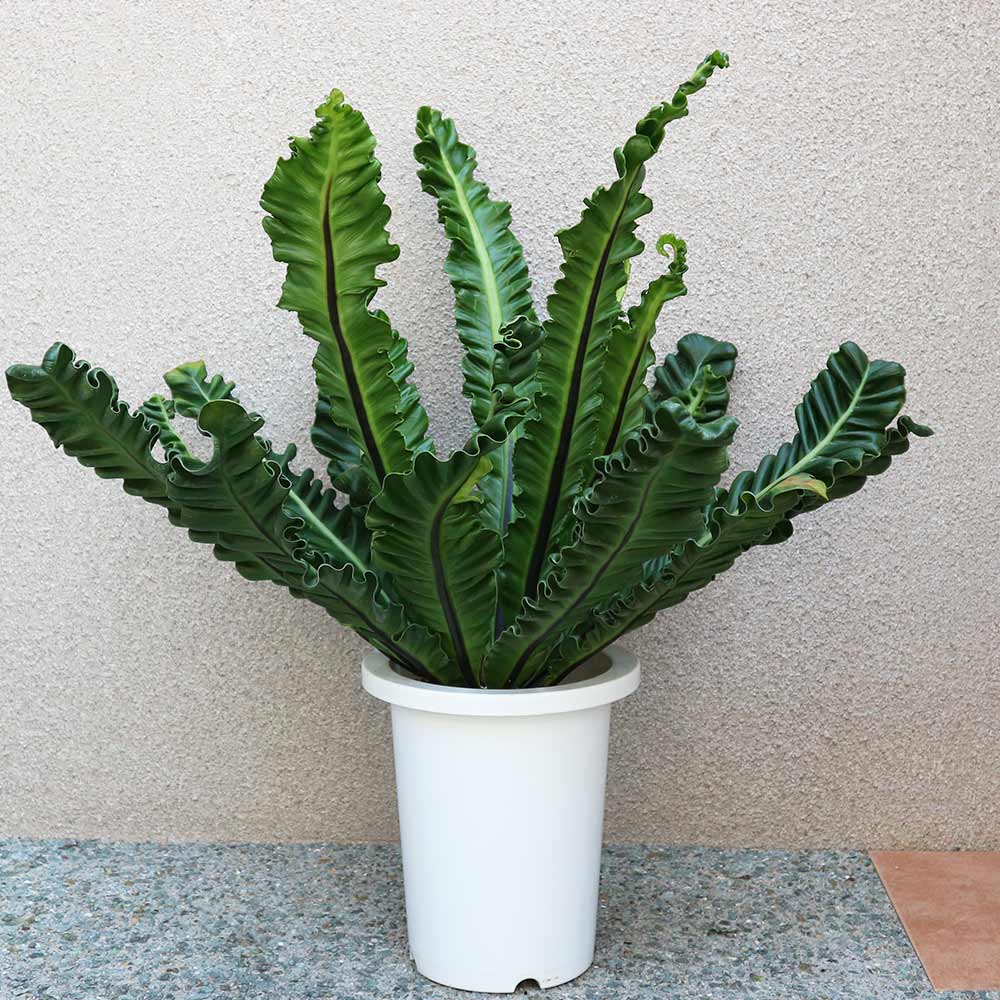 アスプレニウム コブラ【中型 観葉植物 7号鉢／1個】