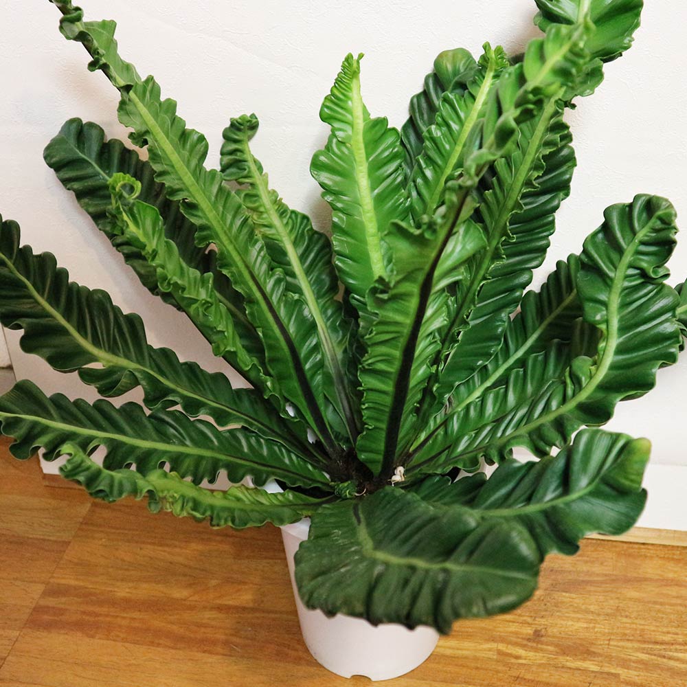 アスプレニウム コブラ【中型 観葉植物 7号鉢／1個】