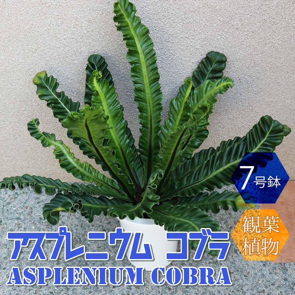 アスプレニウム コブラ【中型 観葉植物 7号鉢／1個】