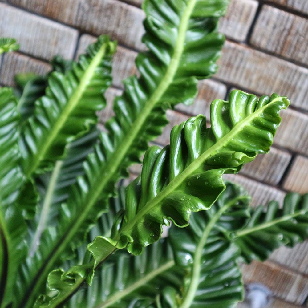 アスプレニウム コブラ【中型 観葉植物 7号鉢／1個】｜ 【植物の