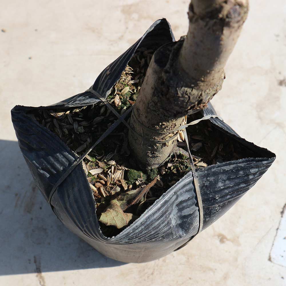 柿の苗木 蜂屋柿【果樹苗 2年生 接木苗12～15cmポット／1個】｜ 【植物