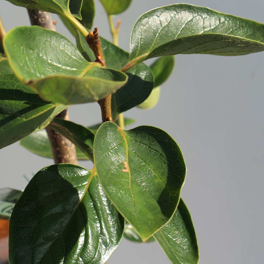 柿の苗木 蜂屋柿【果樹苗 2年生 接木苗12～15cmポット／1個】｜ 【植物