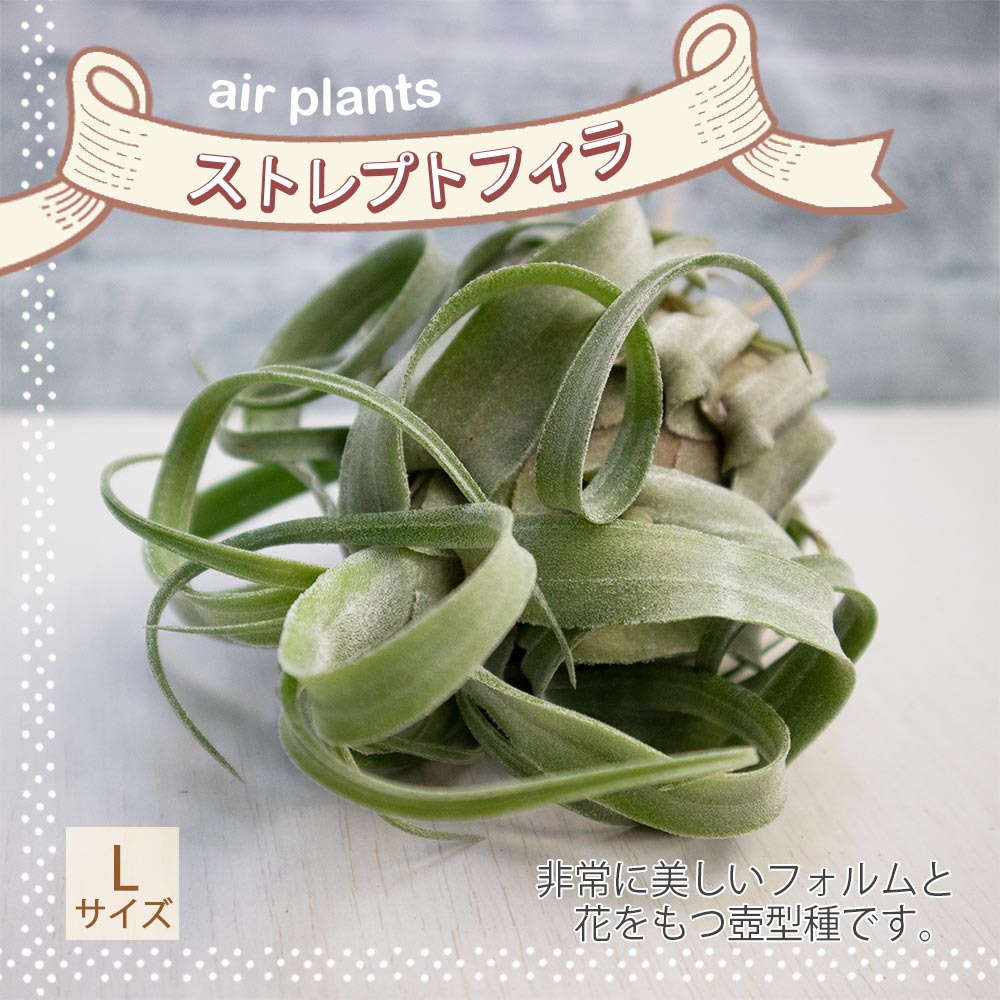 ストレプトフィラ【Lサイズ／1個】