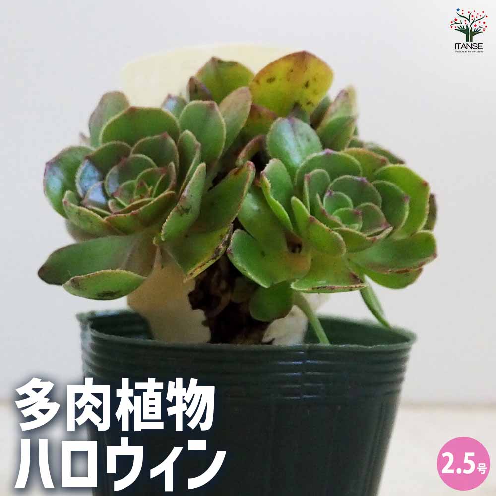 多肉植物 ハロウィン 【多肉植物 2.5号ポット／1個売り】｜ 【植物の