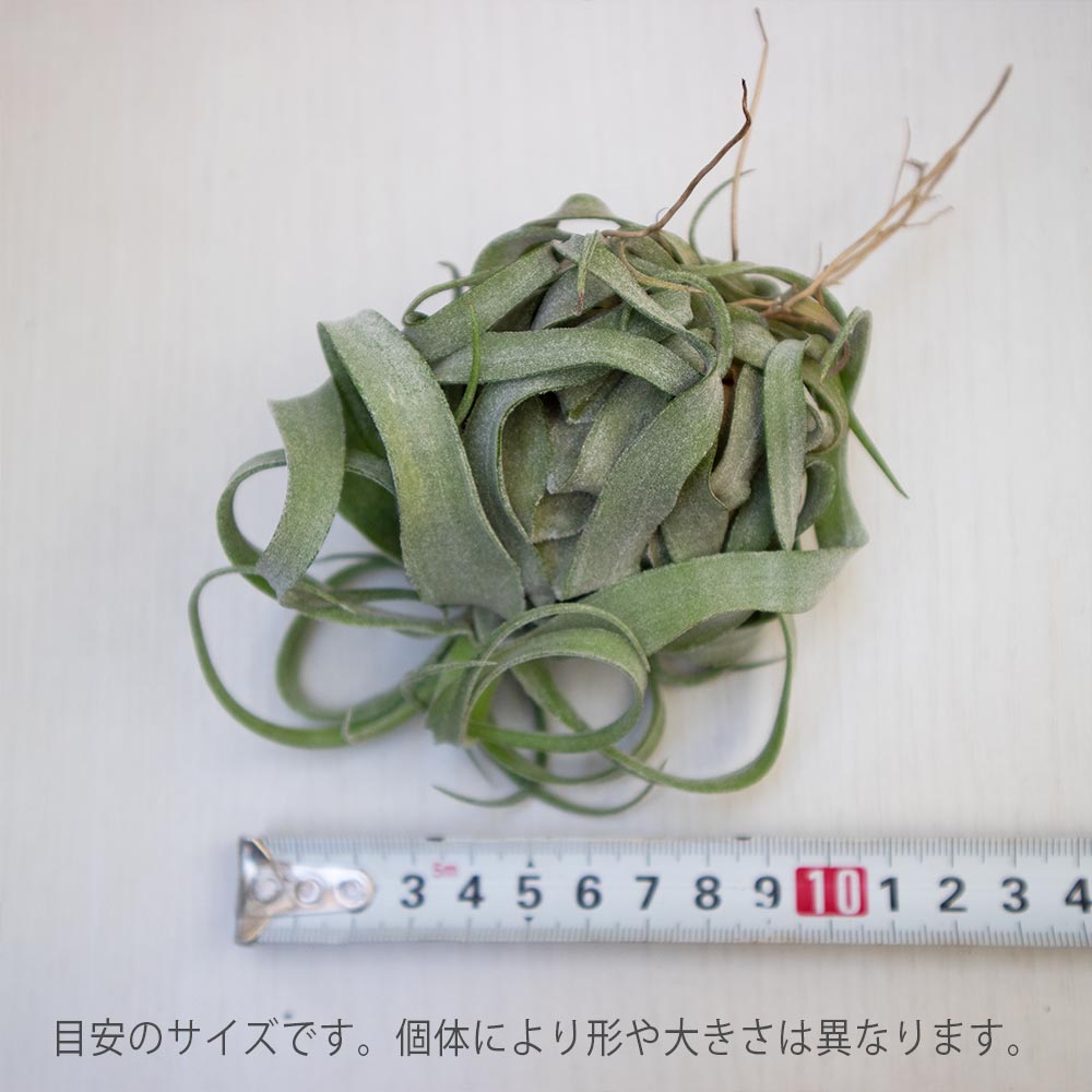 ストレプトフィラ【Lサイズ／1個】