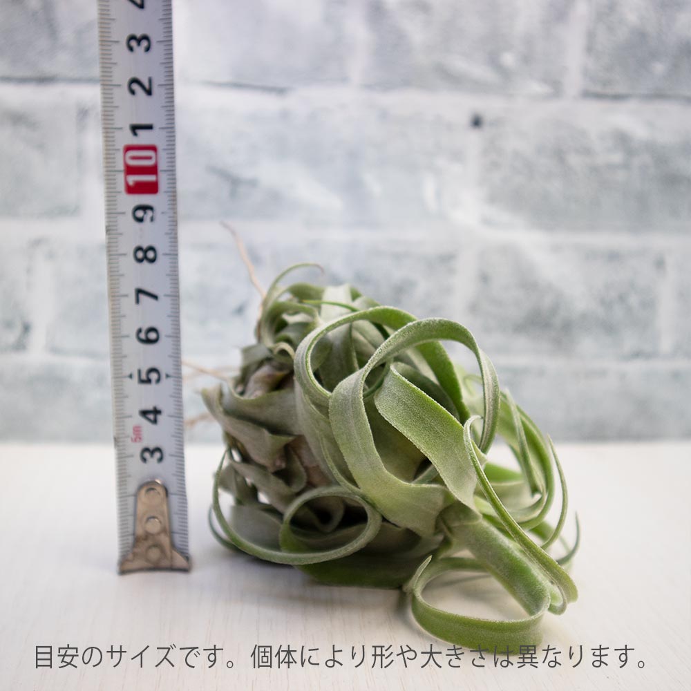 ストレプトフィラ【Lサイズ／1個】