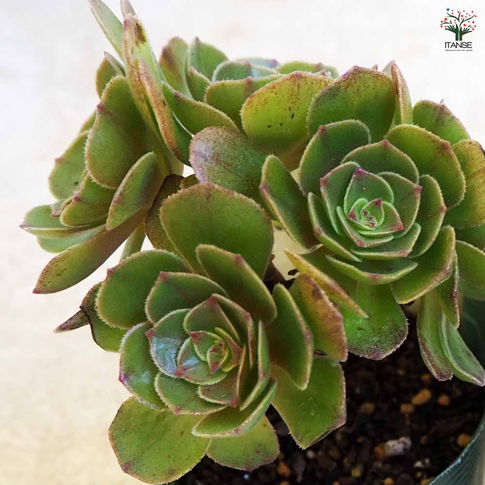 多肉植物 ハロウィン 【多肉植物 2.5号ポット／1個売り】｜ 【植物の