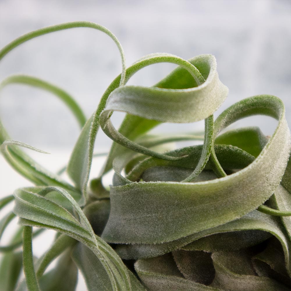 ストレプトフィラ【Lサイズ／1個】｜ 【植物のITANSE】全品送料