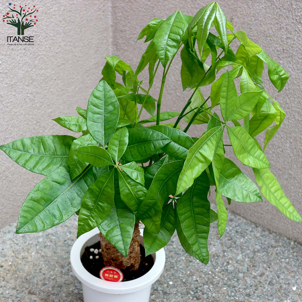 ハチジョウシダ プテリス オフィスにも フォーレイ 観葉植物 5号鉢 室内 新築祝い イノモトソウ 3鉢