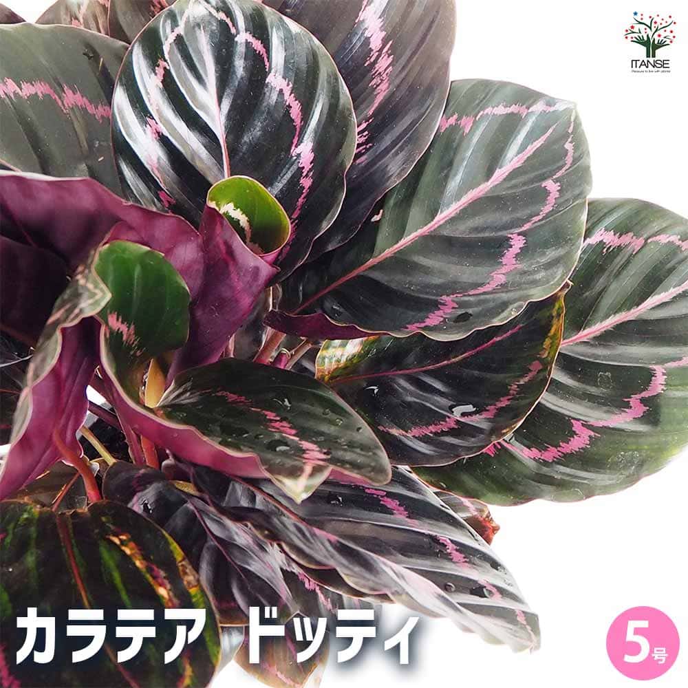 カラテア ドッティ 5号