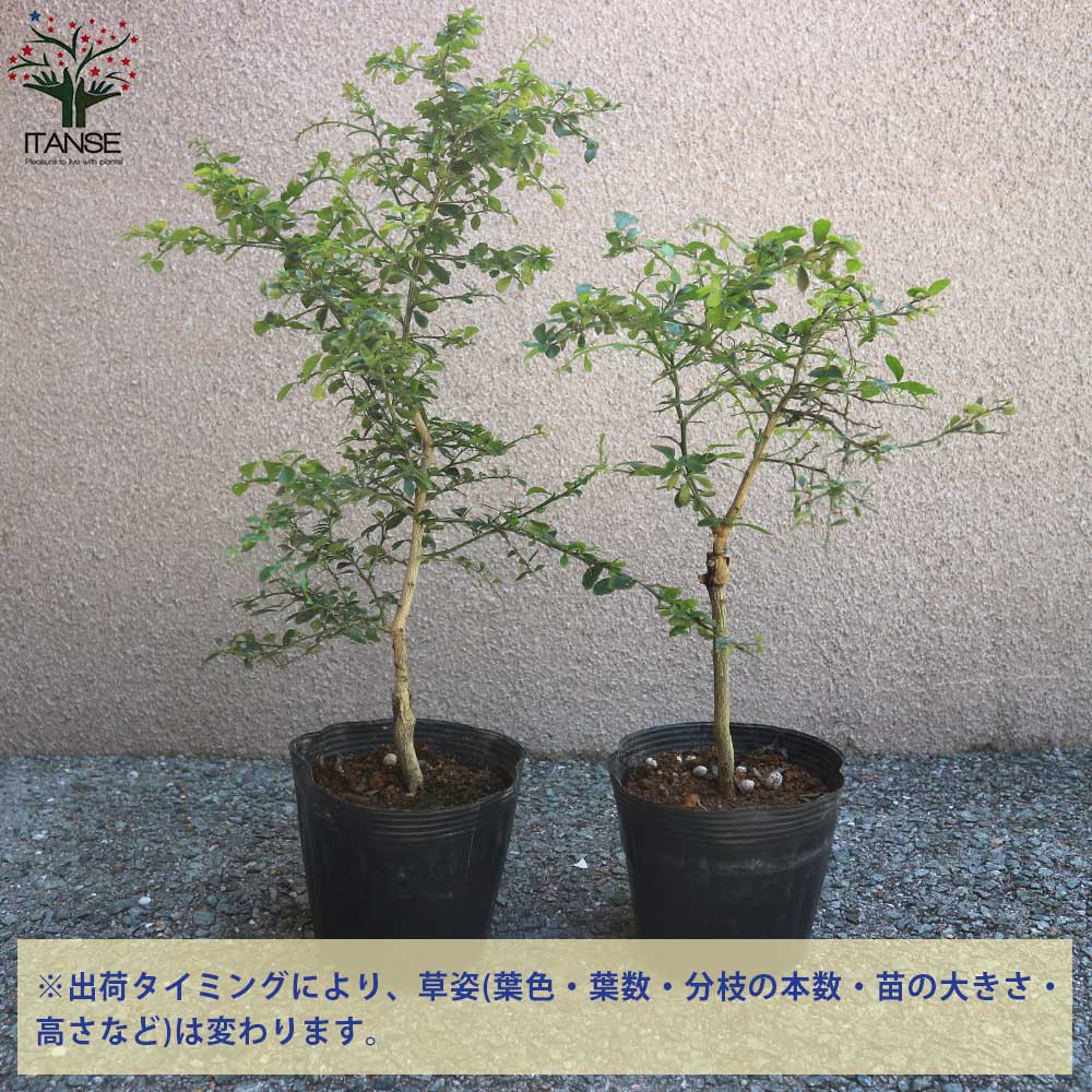 4年生フィンガーライム接木苗／グリーンサファイア　樹高70cm 4.5号ポット 4年生フィンガーライム接木苗／グリーンサファイア 樹高70cm 4.5