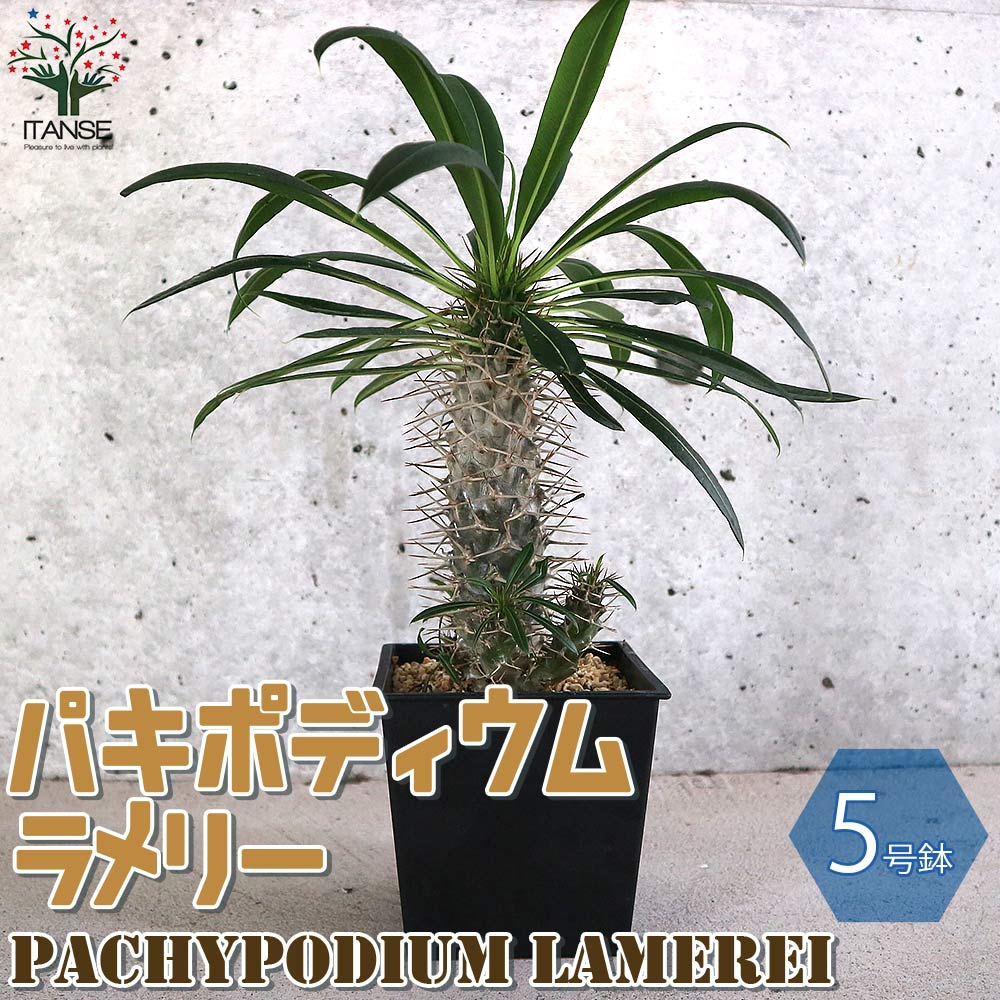パキポディウム ラメリー 塊根植物【観葉植物 5号鉢／1個売り】