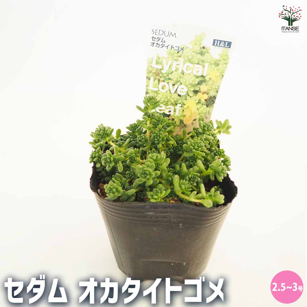 セダム オカタイトゴメ 【多肉植物 2.5～3号】｜ 【植物の