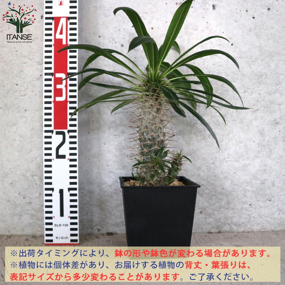 パキポディウム ラメリー 塊根植物【観葉植物 5号鉢／1個売り】