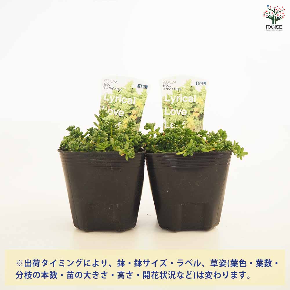 セダム オカタイトゴメ 【多肉植物 2.5～3号】｜ 【植物の