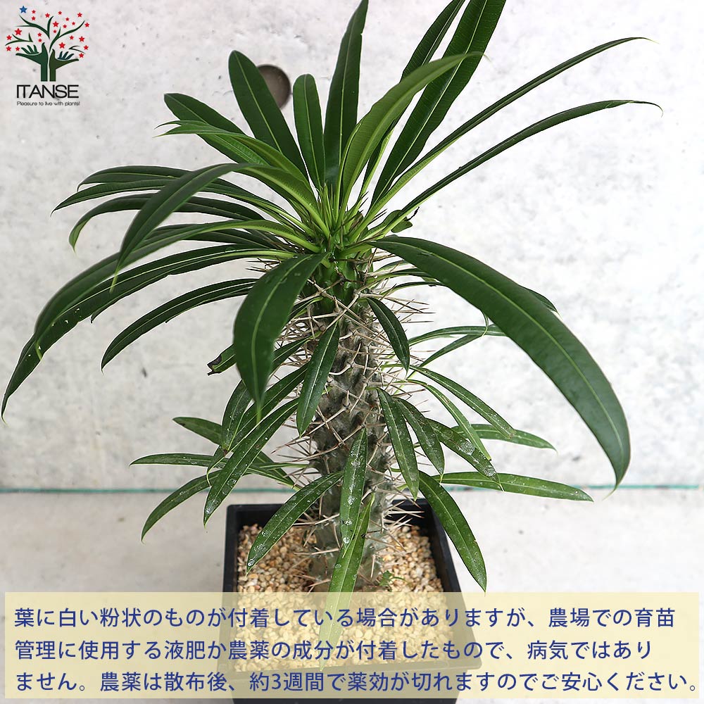 パキポディウム ラメリー 塊根植物【観葉植物 5号鉢／1個売り