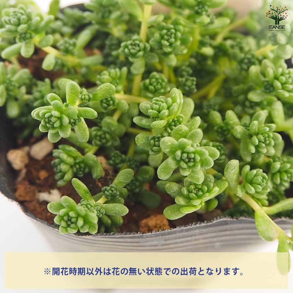 のん様確認用❣️ 多肉植物^o^ mqdefault.jpg