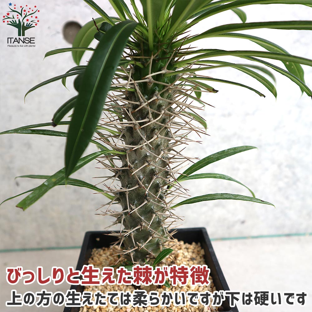 パキポディウム ラメリー 塊根植物【観葉植物 5号鉢／1個売り】