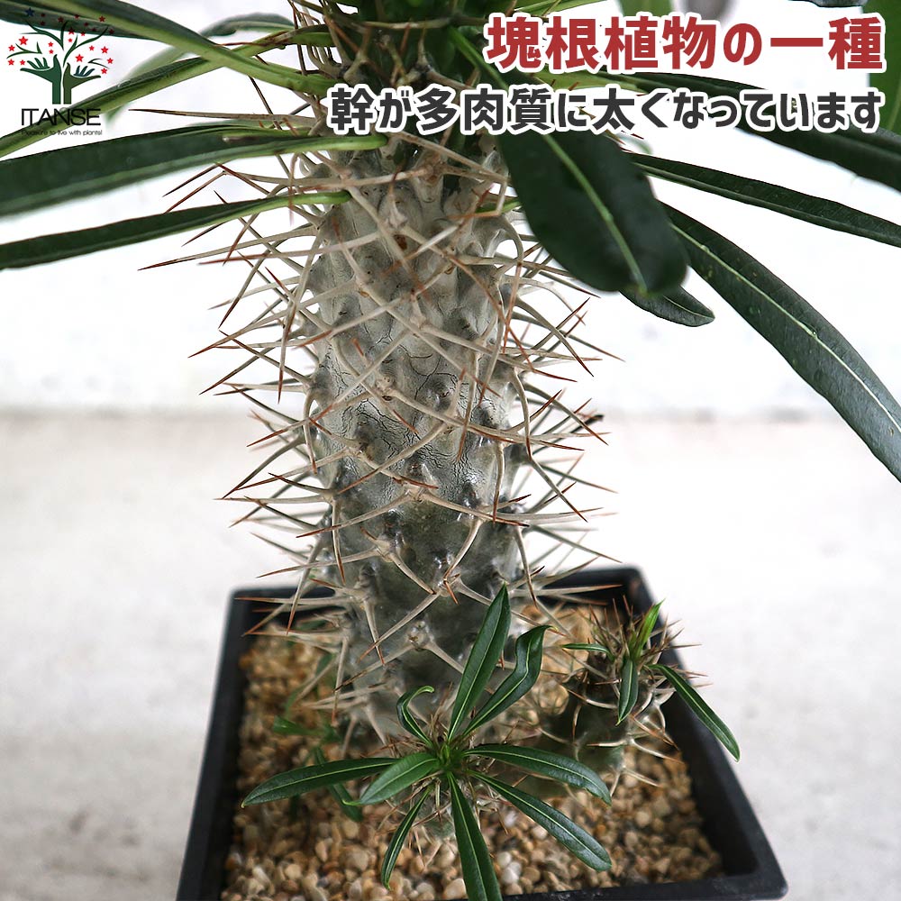 パキポディウム ラメリー 塊根植物【観葉植物 5号鉢／1個売り】