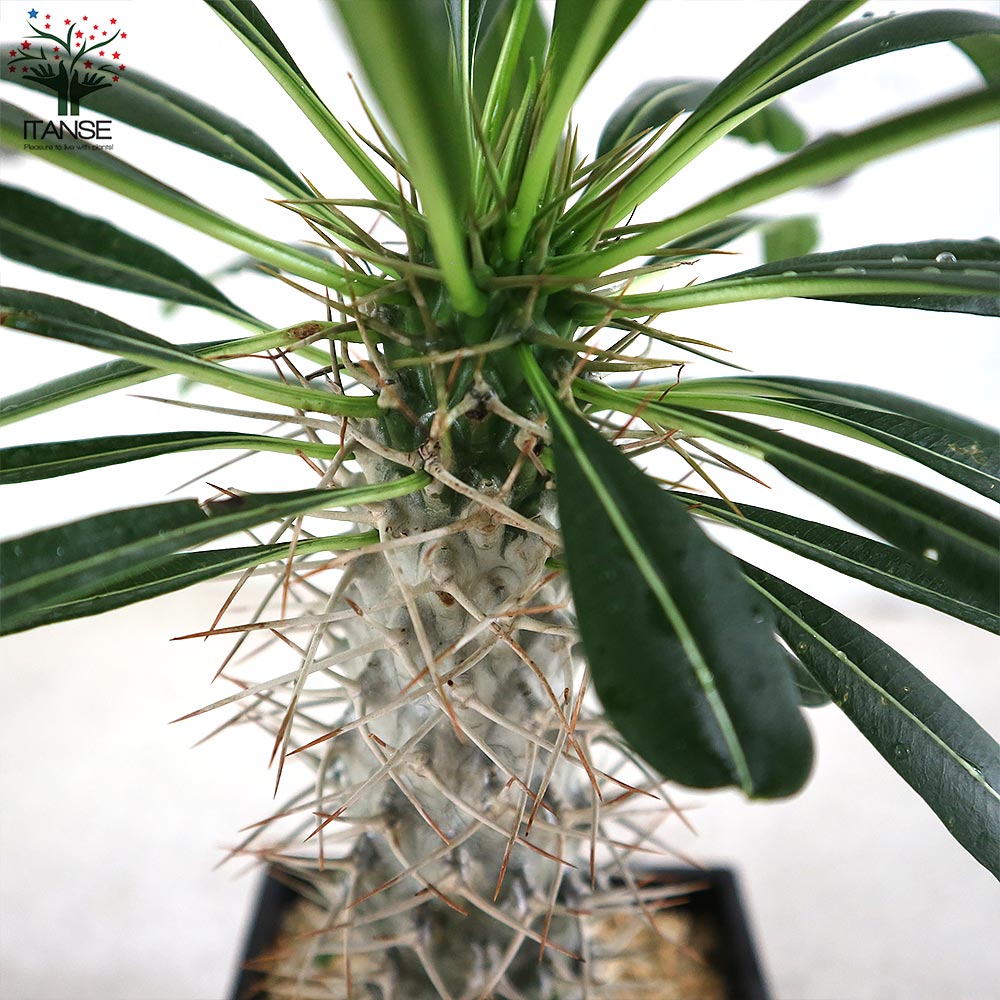 パキポディウム ラメリー 塊根植物【観葉植物 5号鉢／1個売り】