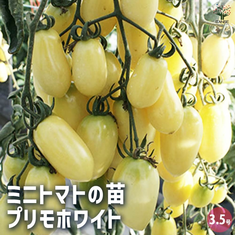 トマトの苗 プリモホワイト2個~ 【野菜の苗 3.5号】