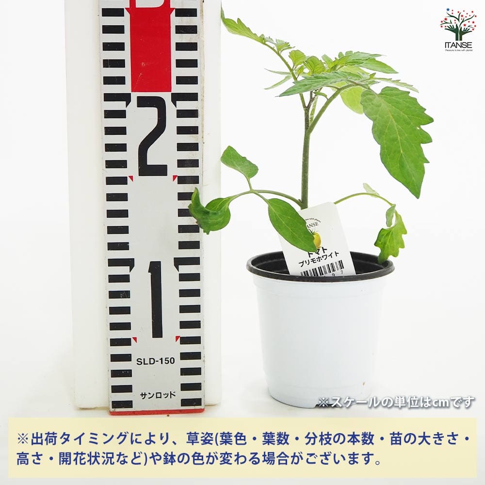 トマトの苗 プリモホワイト2個~ 【野菜の苗 3.5号】