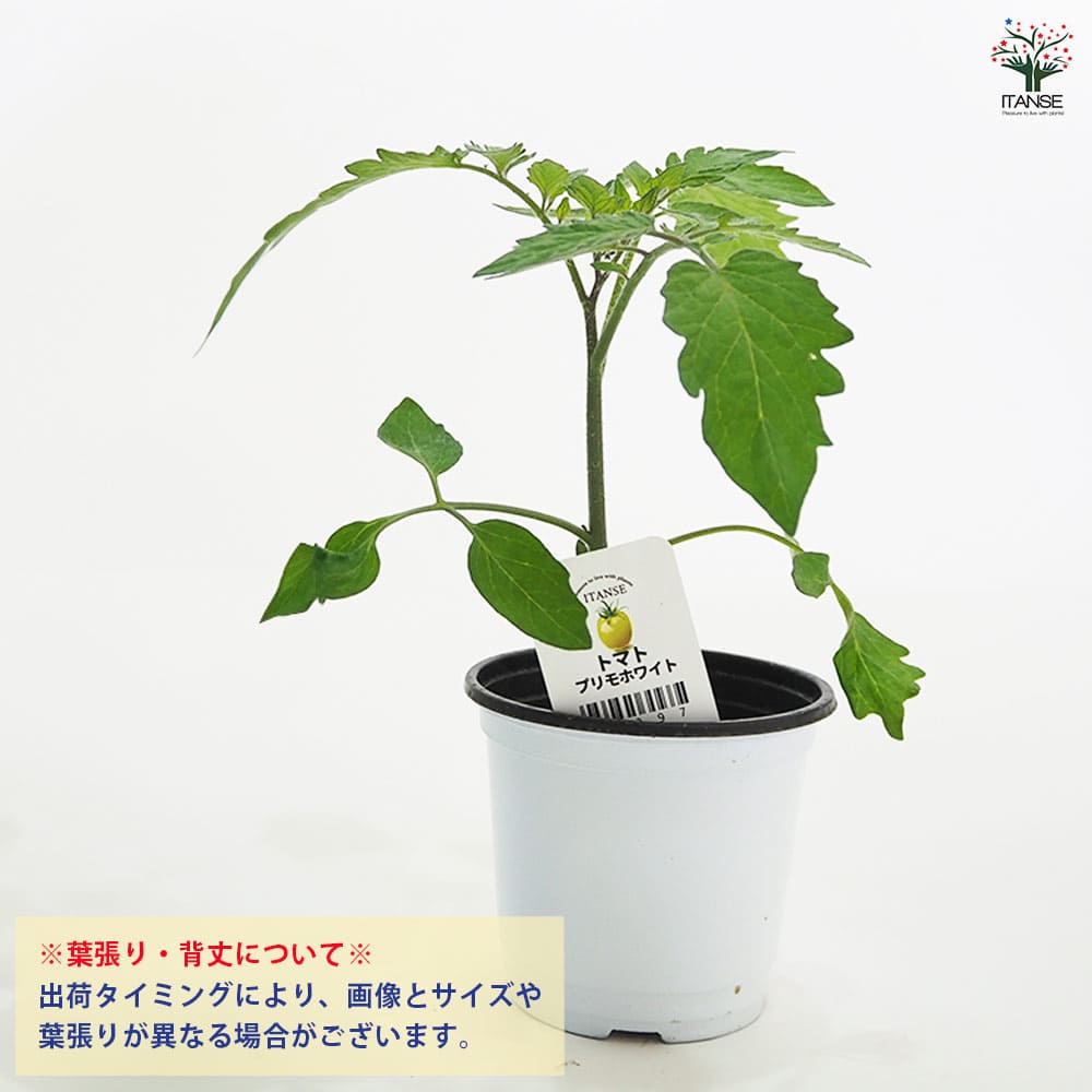 トマトの苗 プリモホワイト2個~ 【野菜の苗 3.5号】