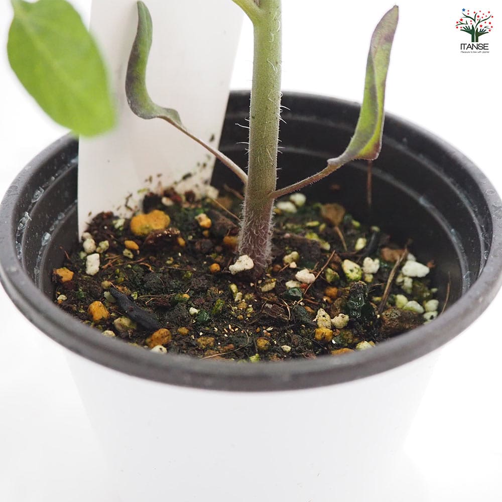 トマトの苗 プリモホワイト2個~ 【野菜の苗 3.5号】