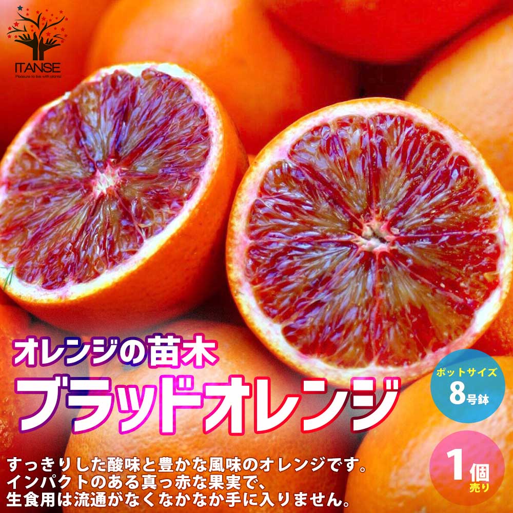 ブラッドオレンジ モロ 3年生 苗木 楽天市場】ブラッドオレンジ 苗木 【モロ】 3年生接木大苗 : 苗木部