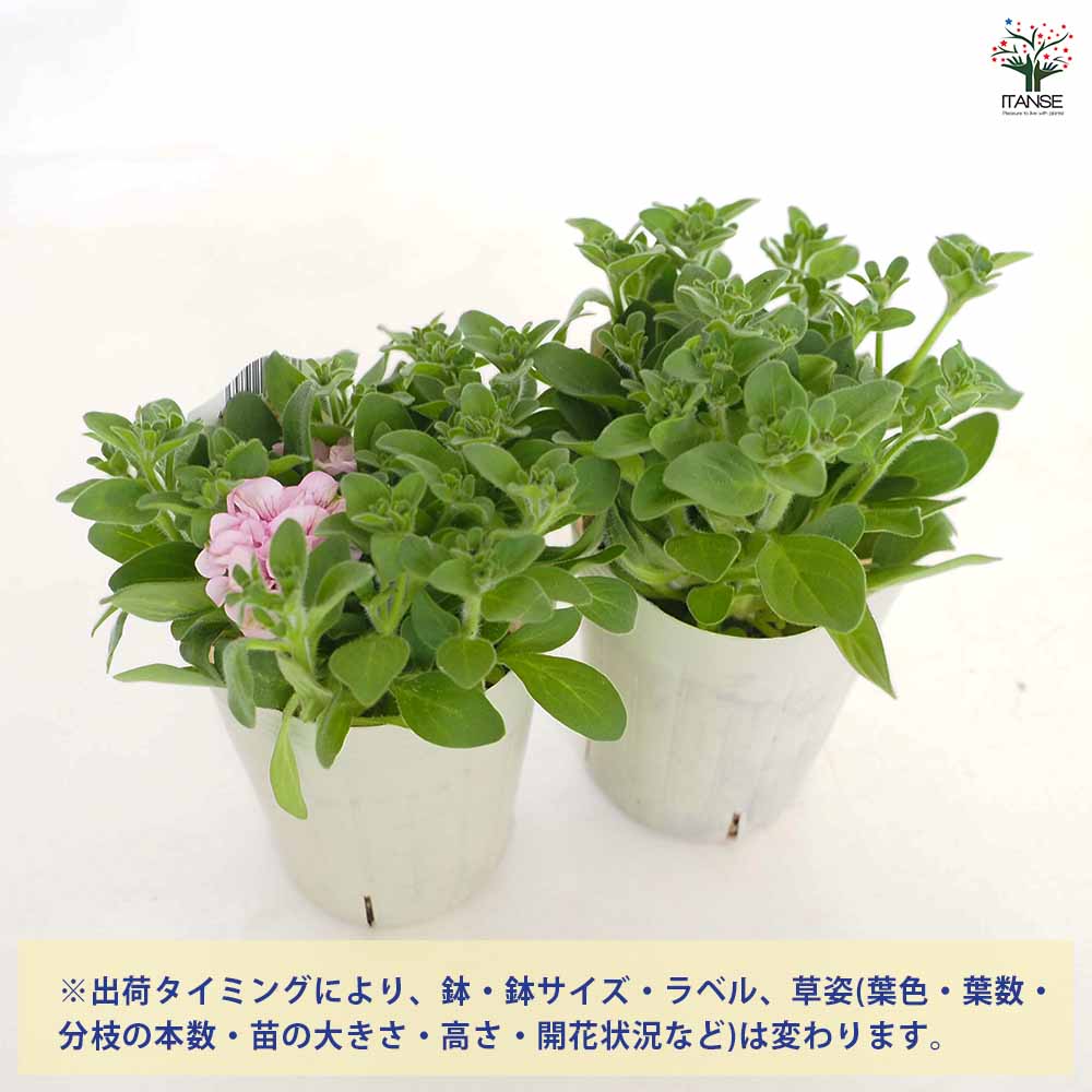 ペチュニアと緑の葉の植物の鉢花 ペチュニアと緑の葉の植物の鉢花 ペチュニア純翠の寄せ植え