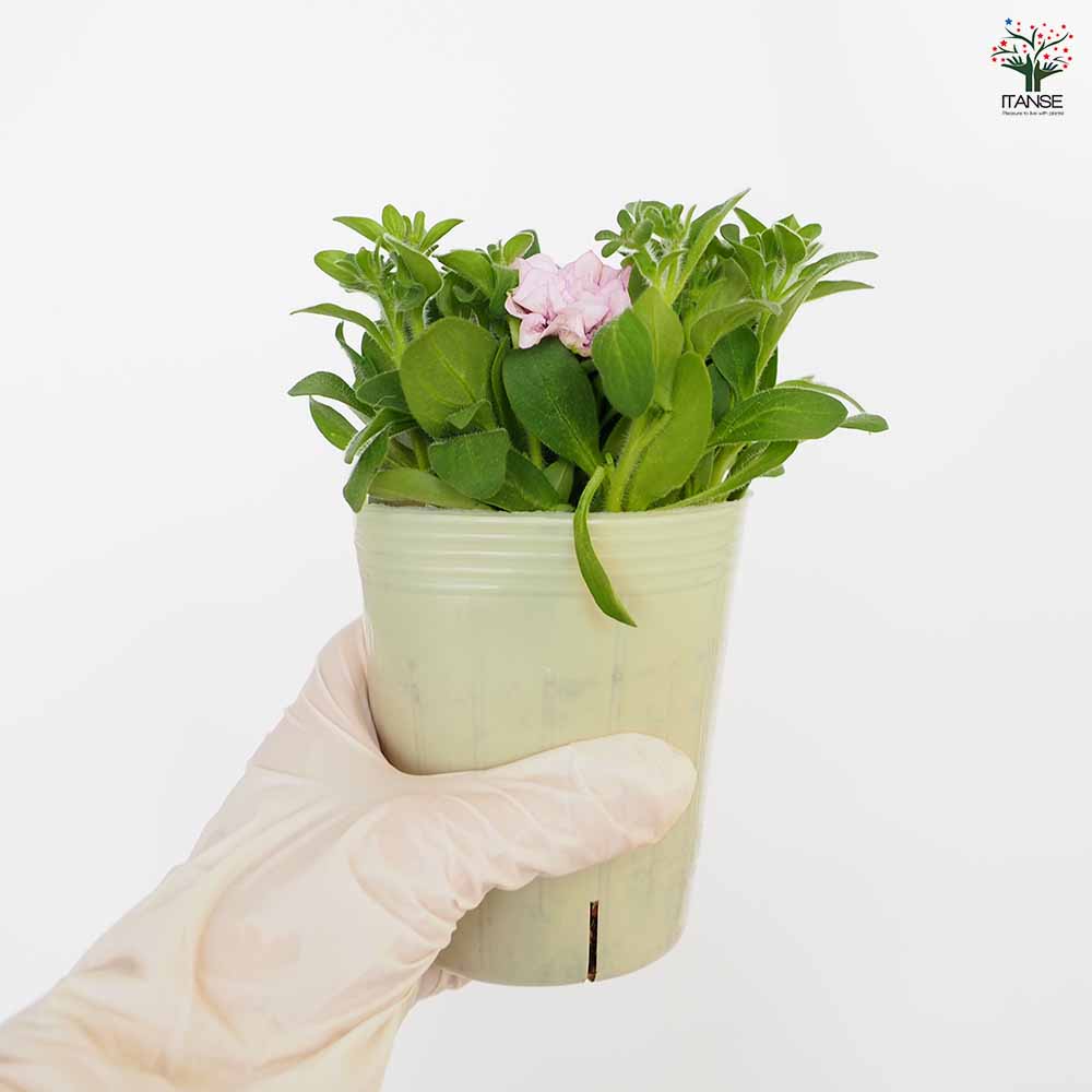 ペチュニア エクラン オペラモーヴ 【花苗 3号】｜ 【植物の